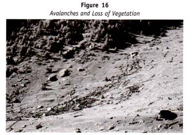 Aerial root of Ficus in Transverse sectional view