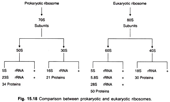 Comparison between prokaryotic and eukaryotic ribosomes