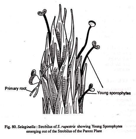 Selaginella: Strobilus of S.rupestris showing Yound Sporophytes emerging out the Strobilus of the Parent Plant