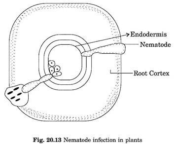 Nematode infection in plants