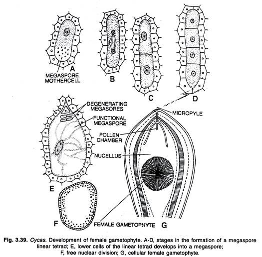 Mirabilis Jalapa Stem in Transverse section 