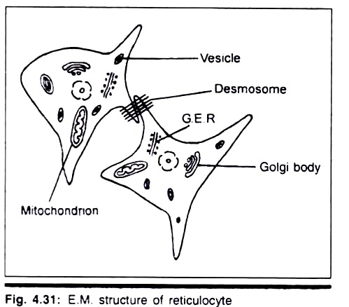 Transverse section of Chenopodium Stem