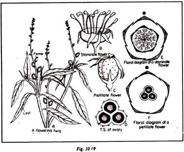 Transverse section of stem of Dracaena