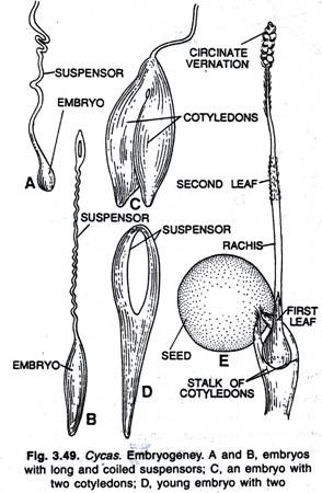 Transverse-section of stem of Strychnos