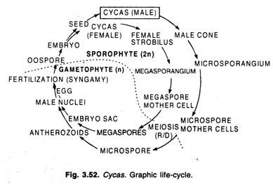 Tecoma Stem in Cross-sectional view