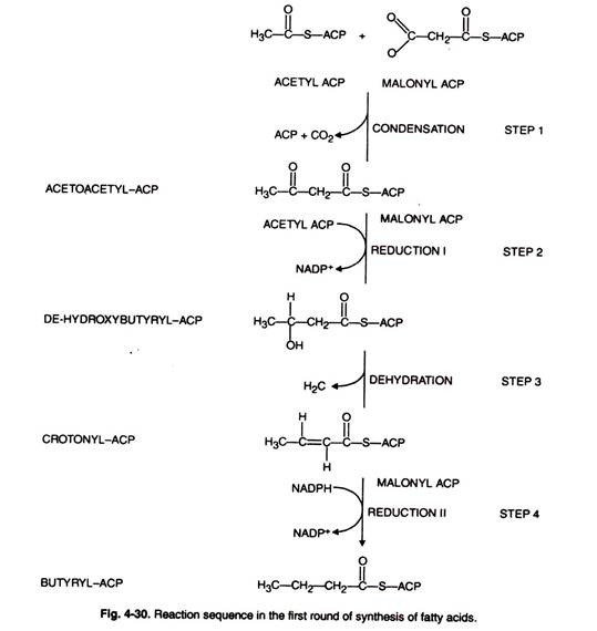 Stem of Casuarina in Transverse Sectional view