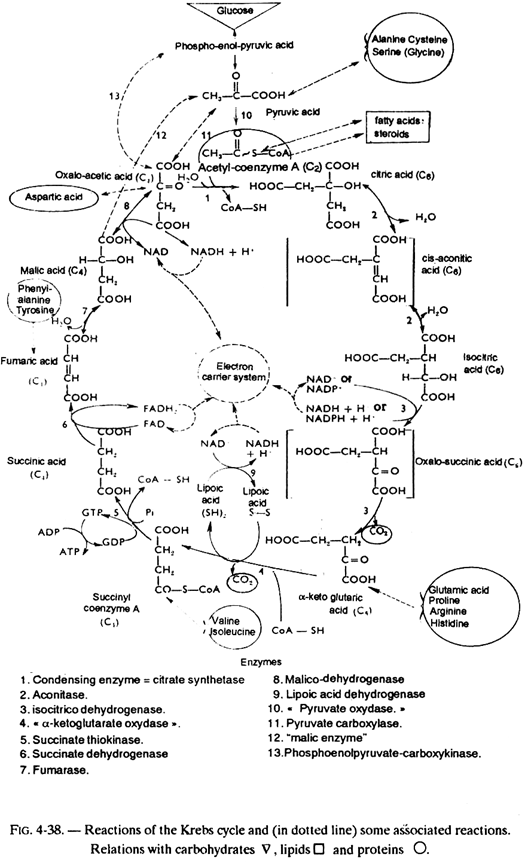 Reactions of the Krebs Cycle and Some Associated Reactions
