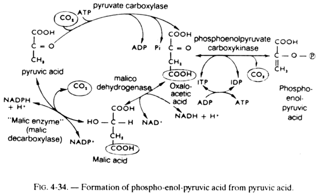 Formation of Phospho-Enol-Pyruvic Acid from Pyruvic Acid