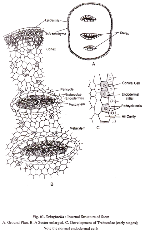 Selaginella: Internal Structure of Stem