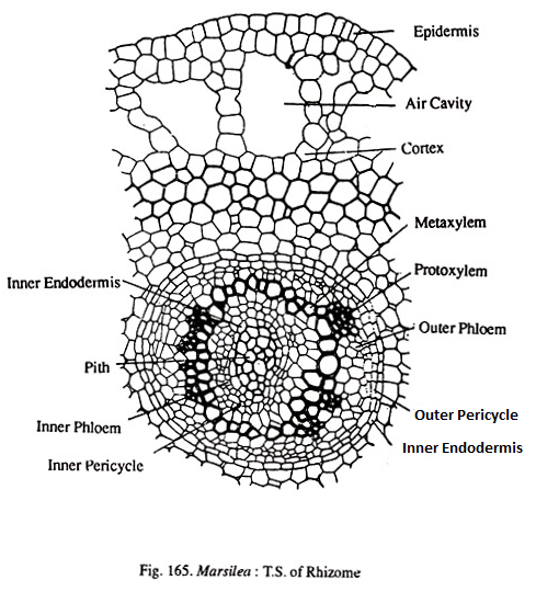 Marsilea: T.S of Rhizome