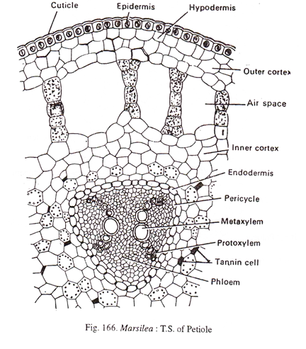 Marsilea: T.S of Petiole