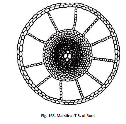 Marsilea: T.S of Root