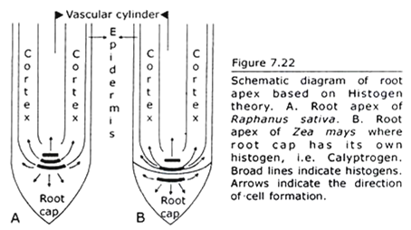 Root Apex based on Histogen Theory