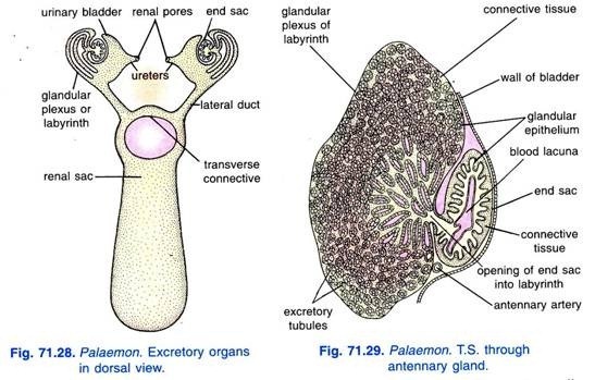 Latitudinal Zonation of Vegetation Types