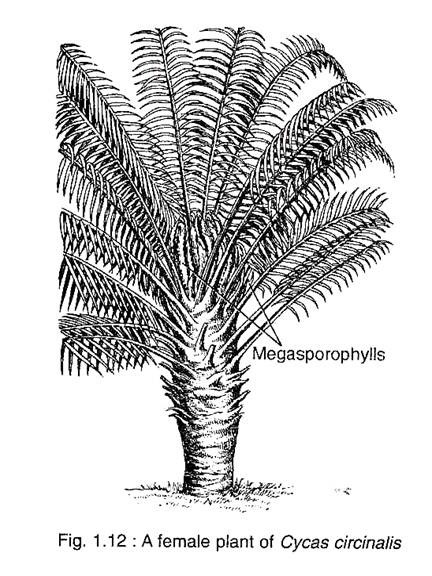 Female Plant of Cycas Circinalis