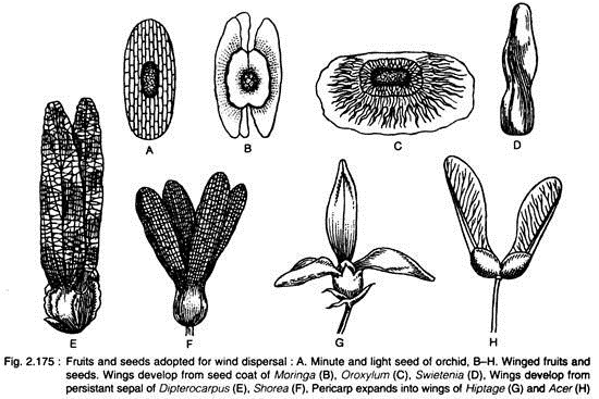 Fruits and Seeds Adopted for Wind Dispersal