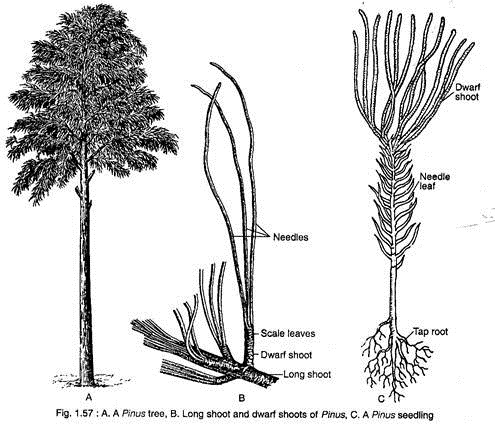 Pinus Tree, Long Shoot and Dward Shoots of Pinus and Pinus Seedling