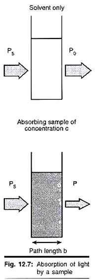 Different Types of Leaf Base 