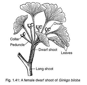 Female Dward Shoot of Ginkgo Biloba