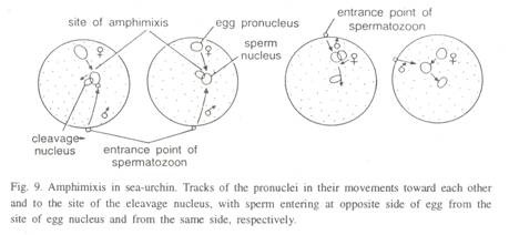 Schizocarpic Fruits