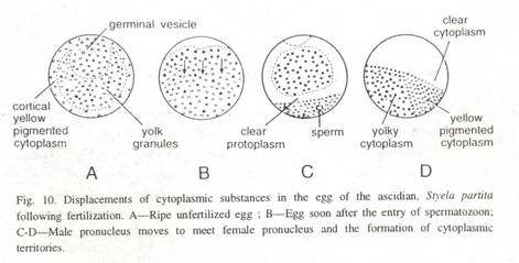 Schizocarpic Fruits (Drupe)