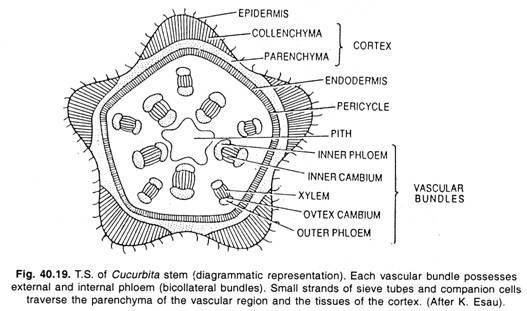 Cycas: The Germinating Seed 