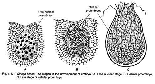 Stages in the Development of Embryo