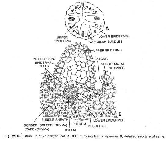 Comparison of Amaryllidaceae and Liliaceae