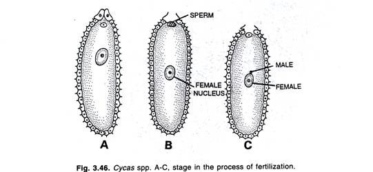 Plants of Cruciferae