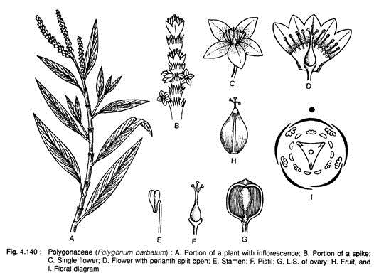 Polygonaceae (Polygonum Barbatum)