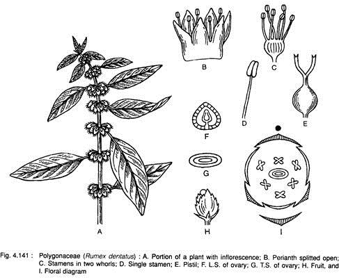 Polygonaceae (Rumex Dentatus)