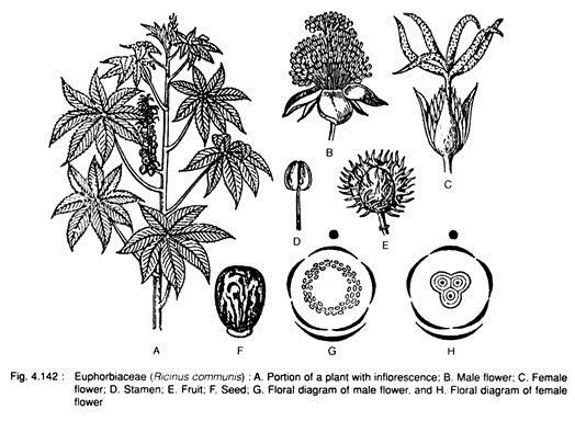 Euphorbiaceae (Ricinus Communis)