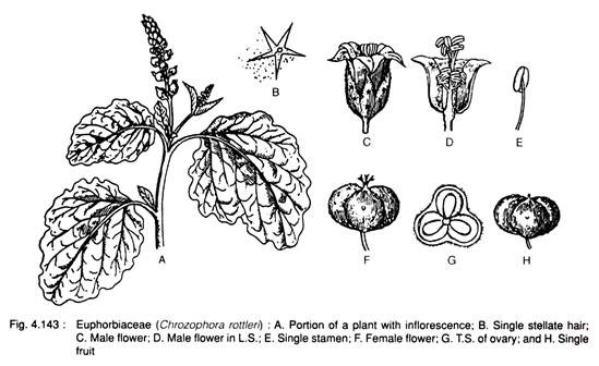 Euphorbiaceae (Chrozophora Rottleri)