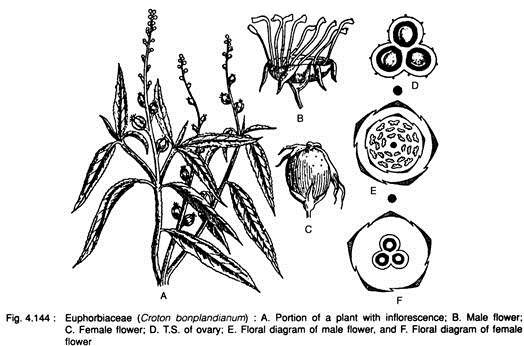 Euphorbiaceae (Croton Bonplandianum)