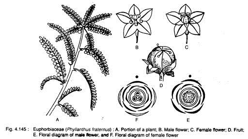 Euphorbiaceae (Phyllanthus Fraternus)
