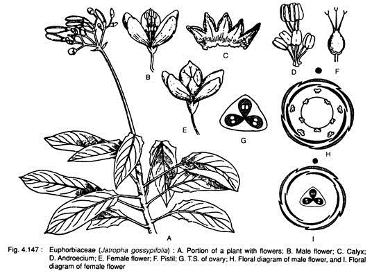 Euphorbiaceae (Jatropha Gossypifolia)