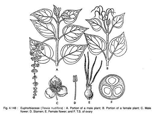 Euphorbiaceae (Trewia Nudiflora)