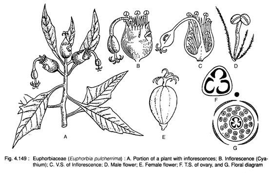 Euphorbiaceae (Euphorbia Pulcherrima)