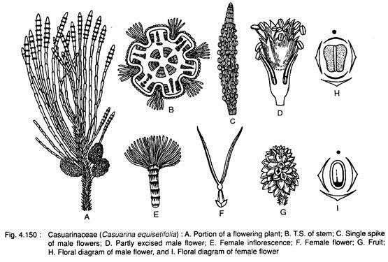Casuarinaceae (Casuarina Equisetifolia)