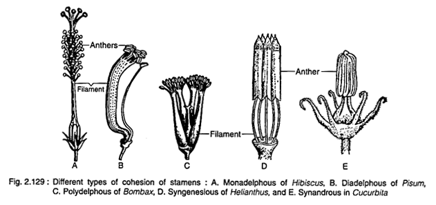 Different Types of Cohesion of Stamens