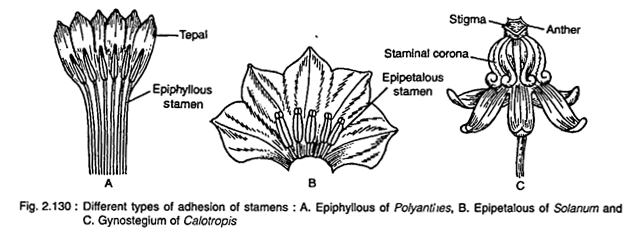 Different Types of Adhesion of Stamens