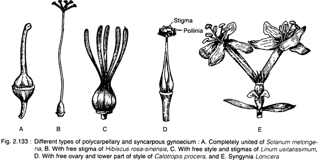 Different Types of Polycarpellary and Syncarpous Gynoecium
