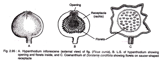 Hypanthodium Inflorescence and L.S. of Hypanthodium
