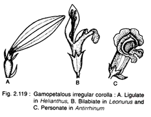 Gamopetalous Irregular Corolla