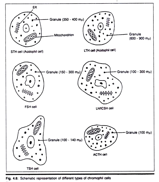 Types of Aestivation