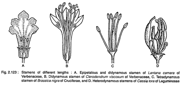 Stamens of Different Lengths