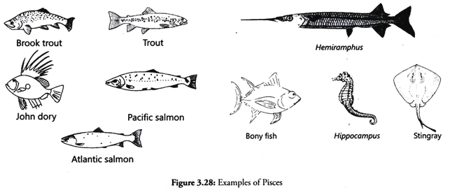 Examples of Pisces