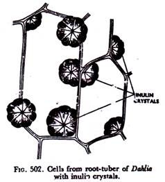 Density-Dependent Inhibition of Growth