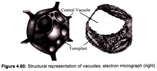 Structural Representation of Vacuoles