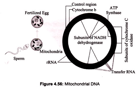 Mitochondrial DNA